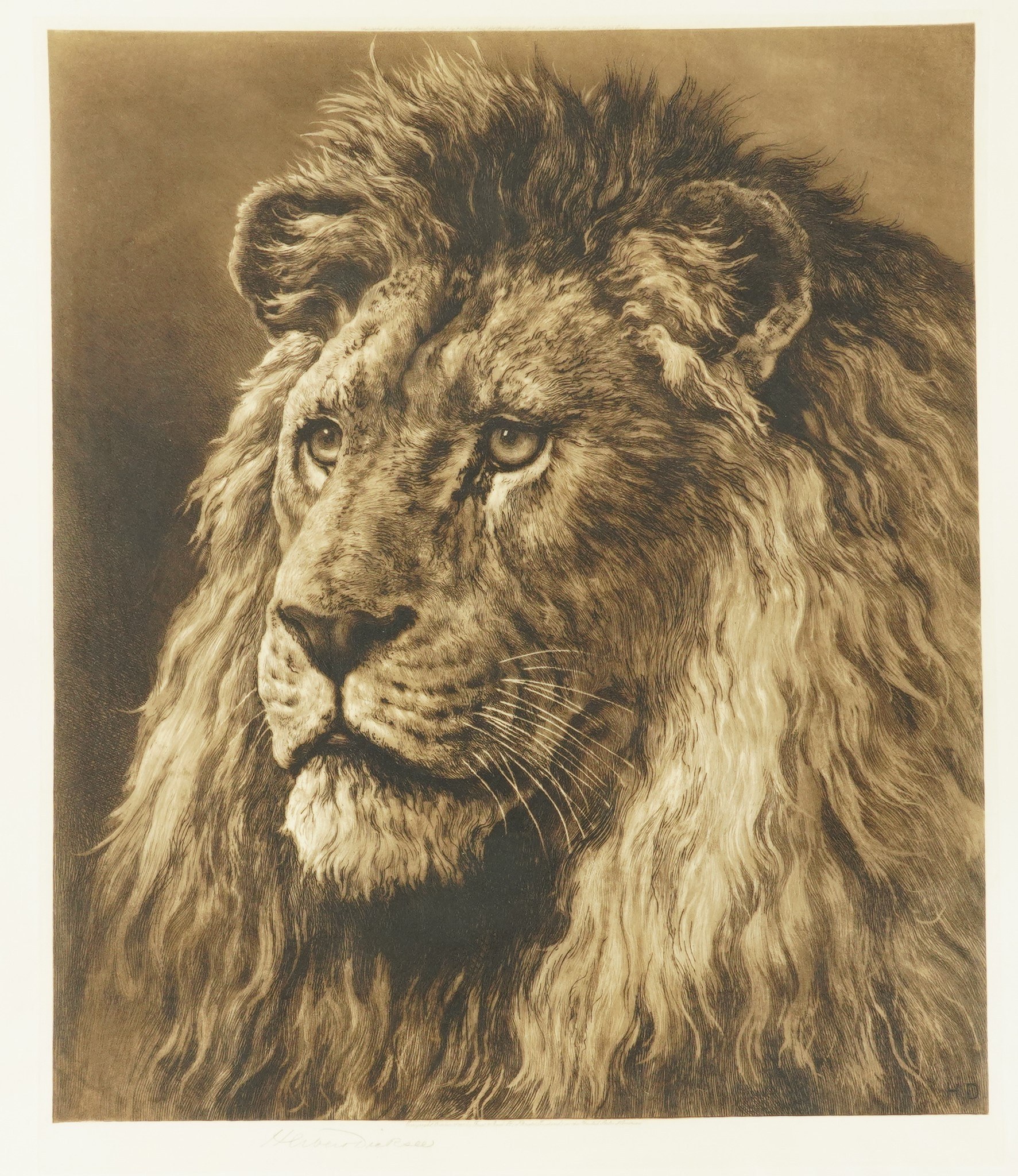 HERBERT DICKSEE (BRITISH, 1862-1942) Head of a Lion (1915) signed 'Herbert Dicksee' (lower left margin), published by Frost & Reed etching 50 x 41.5cm £200-400
