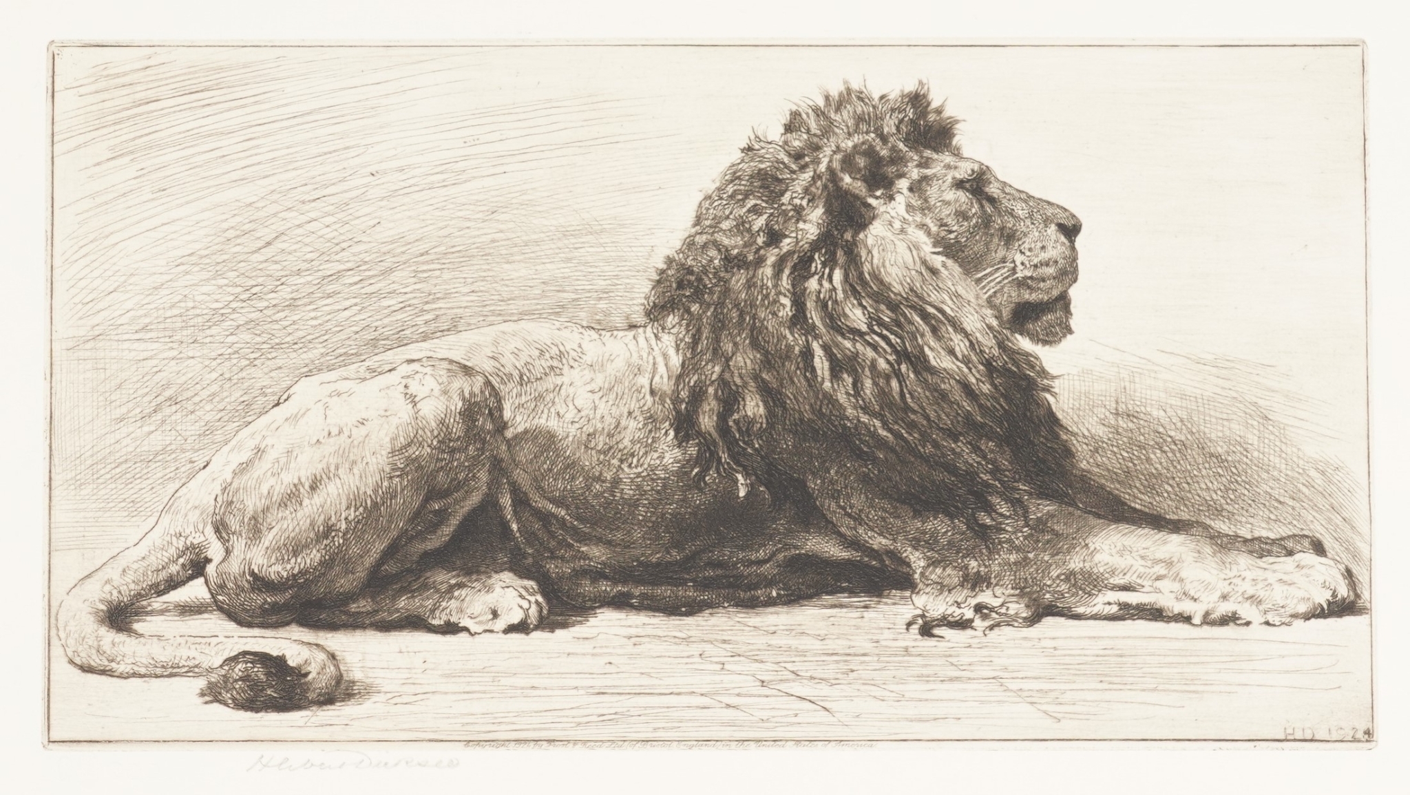 HERBERT DICKSEE (BRITISH, 1862-1942)  An Old African Lion (1924) signed 'Herbert Dicksee' (lower left margin), published by Frost & Reed  etching 15 x 27.5cm £200-400