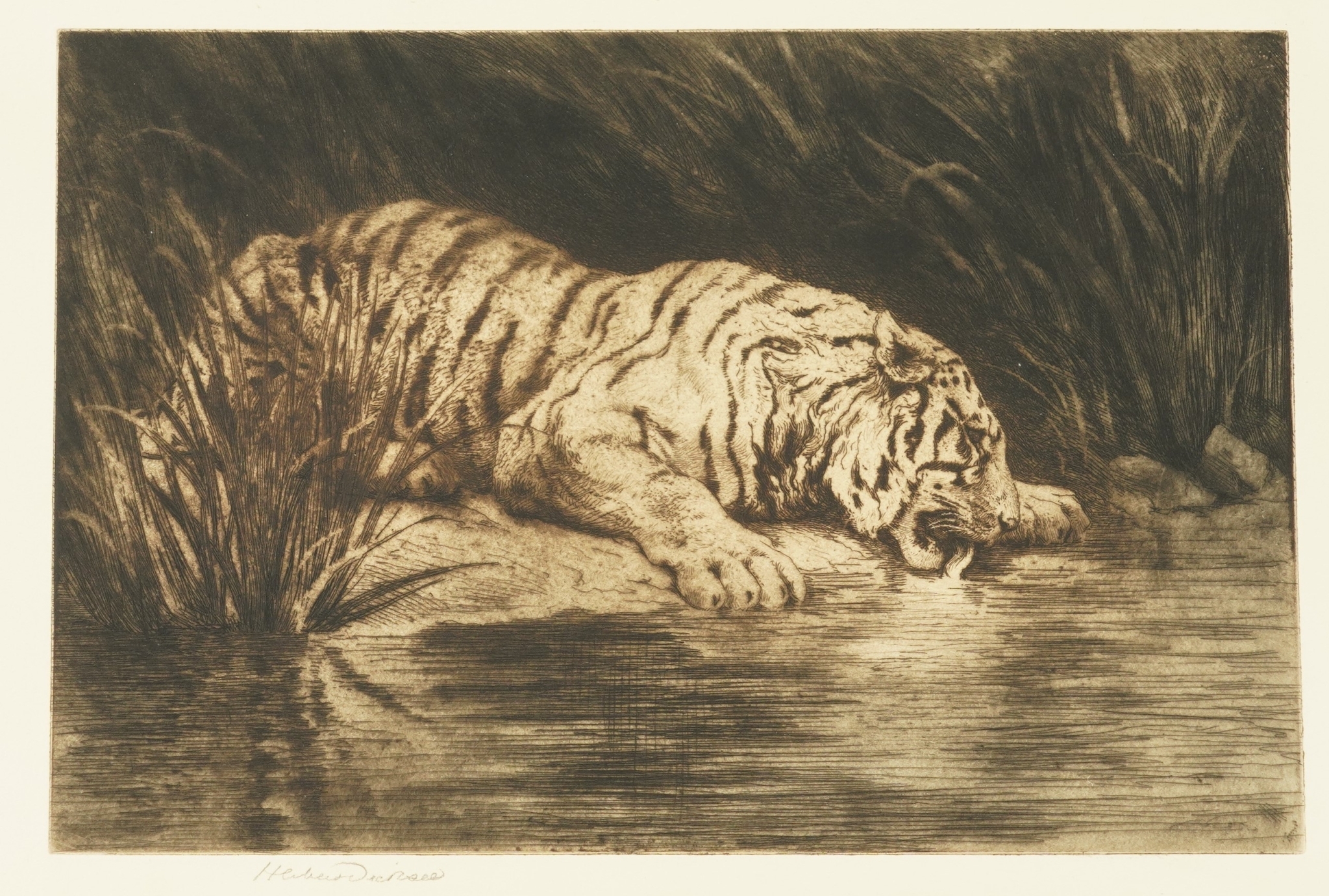 HERBERT DICKSEE (BRITISH, 1862-1942) Tiger drinking signed 'Herbert Dicksee' (lower left margin) etching 20 x 30cm £200-400